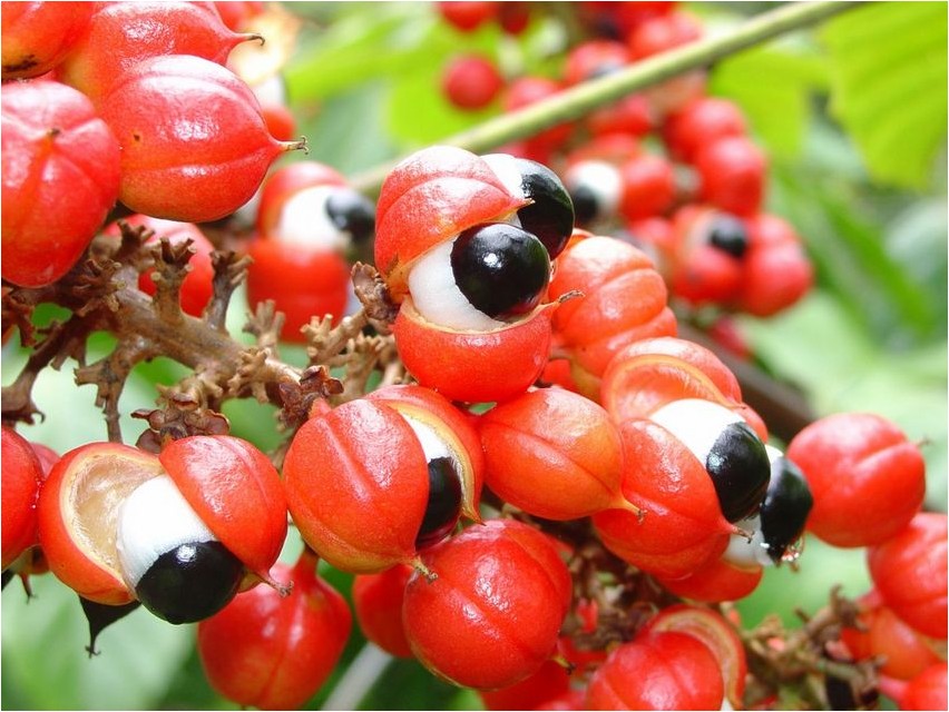 Guarana Guarana
