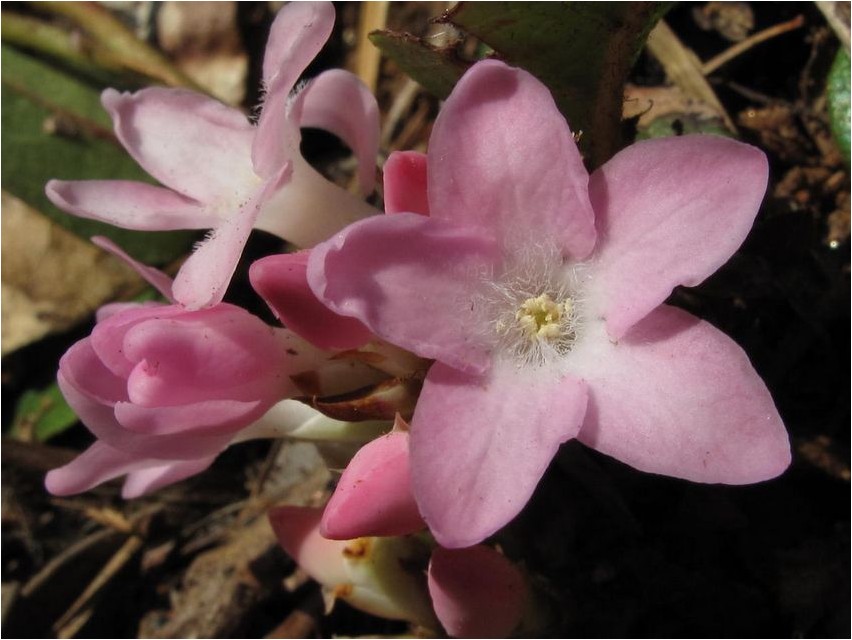Epigea epigea