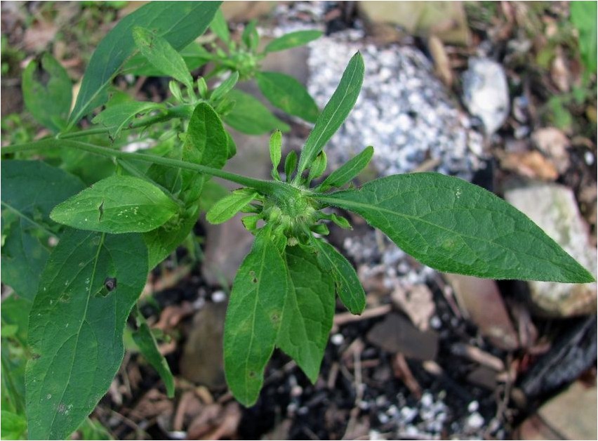 Carpesium herabhängendes Carpesium