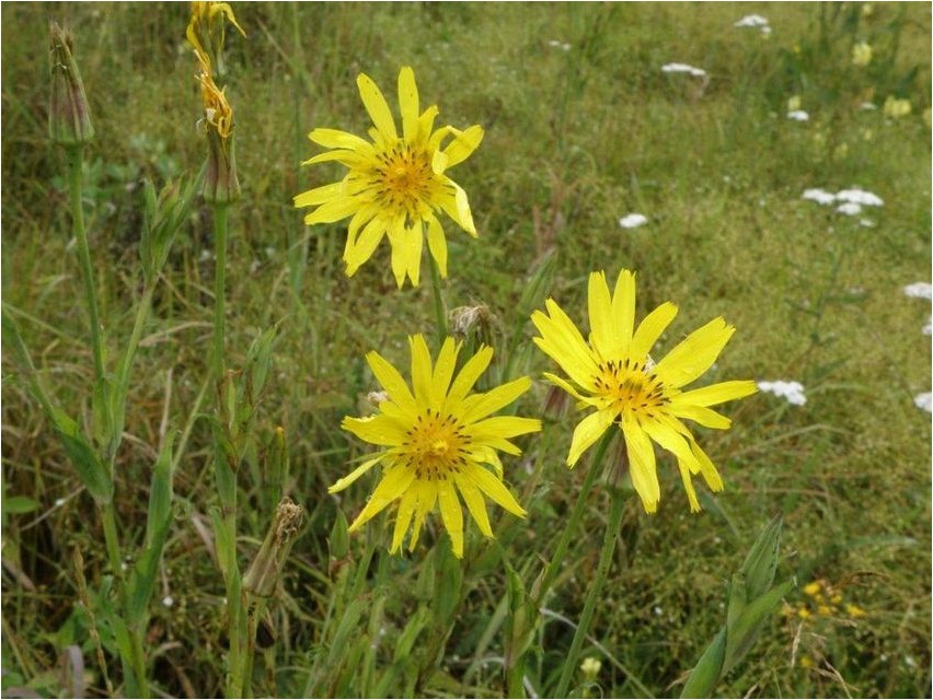 Wiesenwurzeln