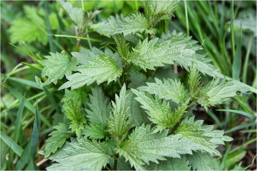 Крапива узколистная крапива Nõges angustifolia