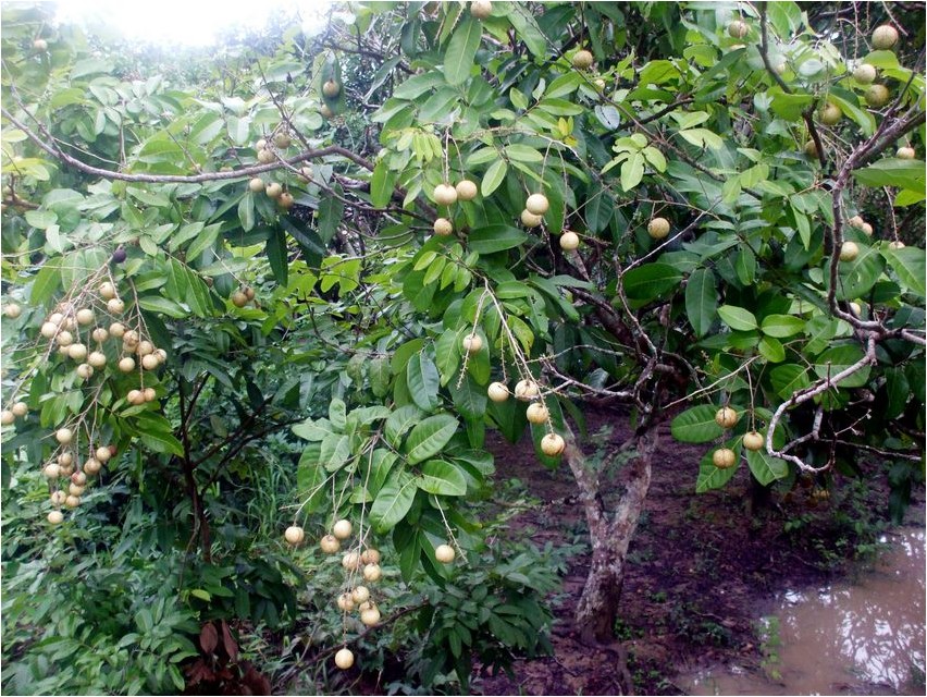 Лонган лонган Longan Longan