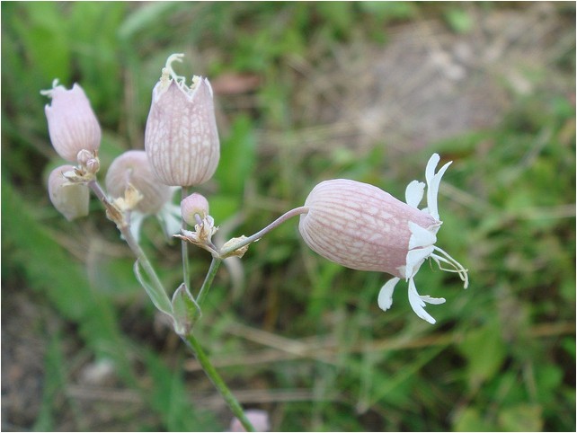 Auberna vulgare