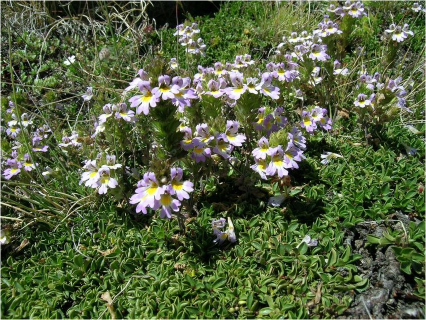 Очанка волосистенькая очанка Eyebright karvane silmapilk