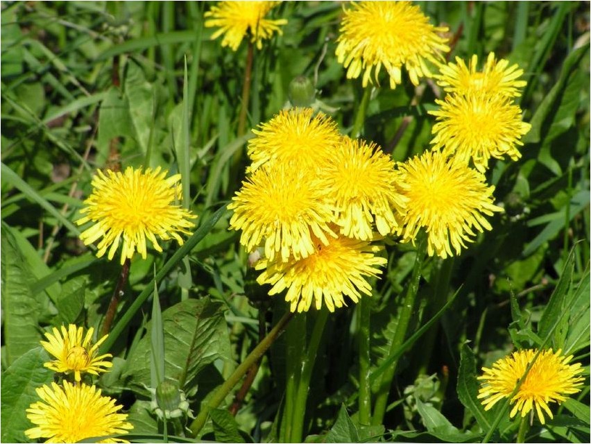 Одуванчик лекарственный одуванчик Dandelion medicinal dandelion