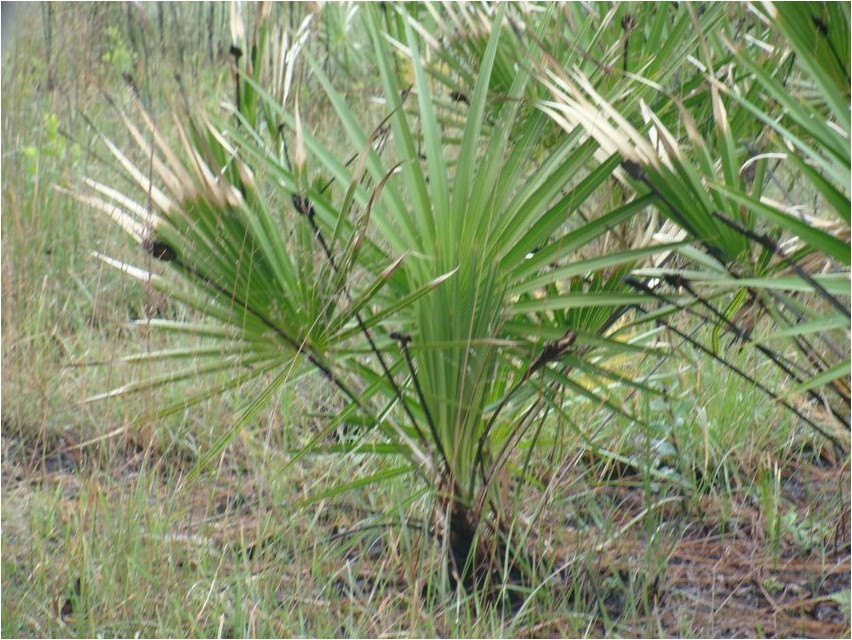 Saagpalm ehk serenoapalm