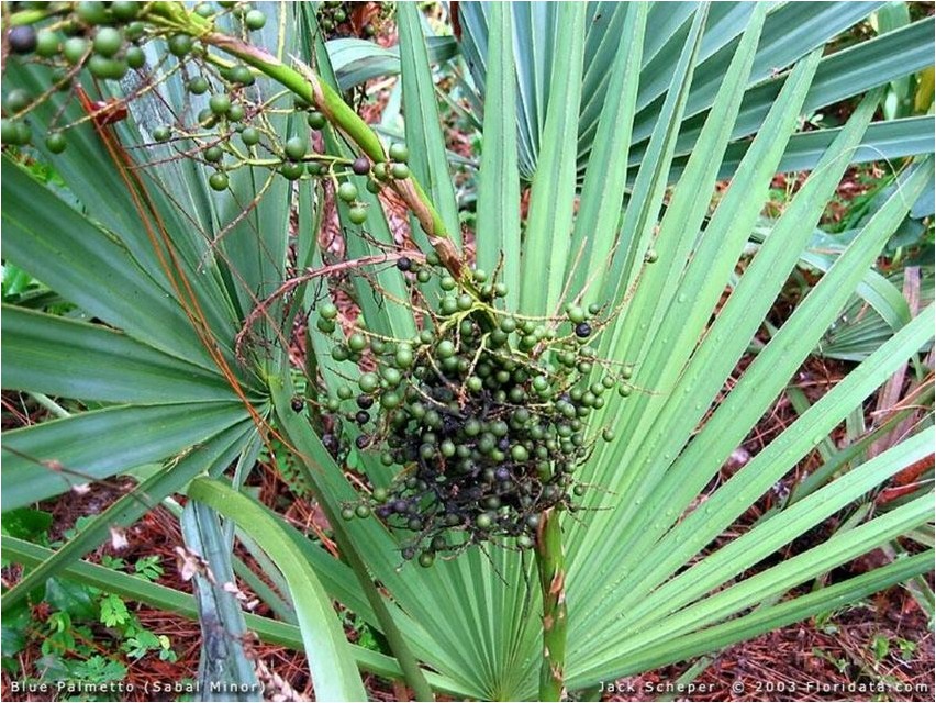 Saagpalm ehk serenoapalm