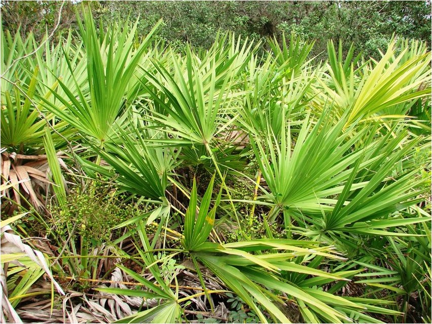 Saagpalm ehk serenoapalm