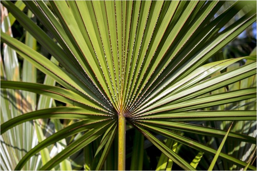 Saagpalm ehk serenoapalm