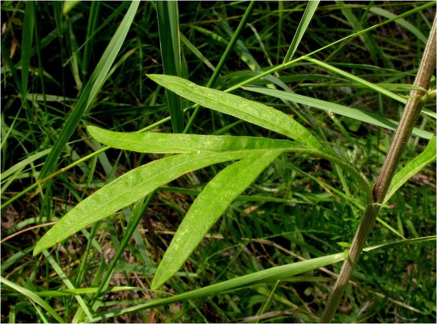Koirohi argyi argyi