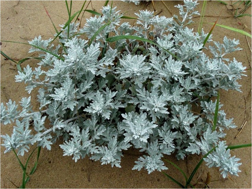 Artemisia stelleri
