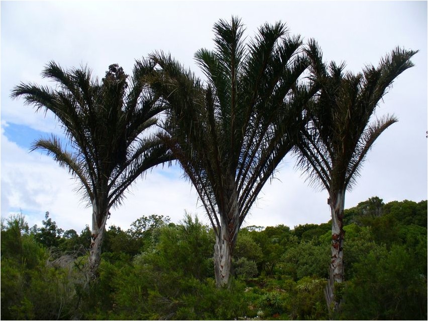 Raffia-Palme oder Raffia-Bast