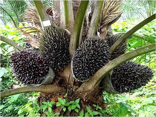 Raffia-Palme oder Raffia-Bast