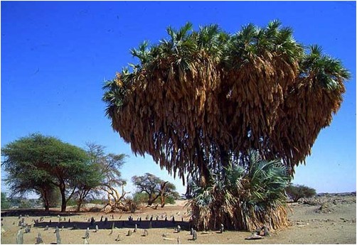 Raffia-Palme oder Raffia-Bast