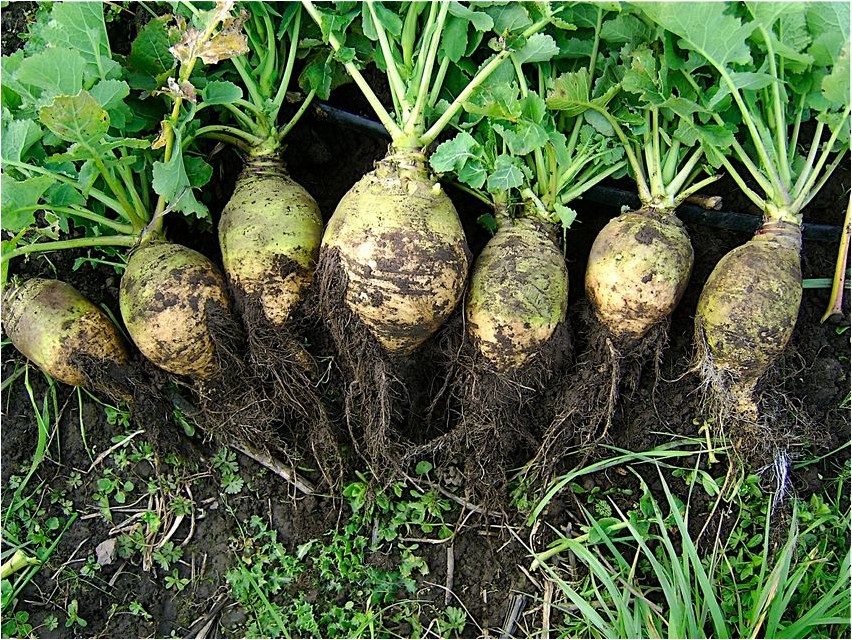 Брюква брюква Rutabaga rutabaga