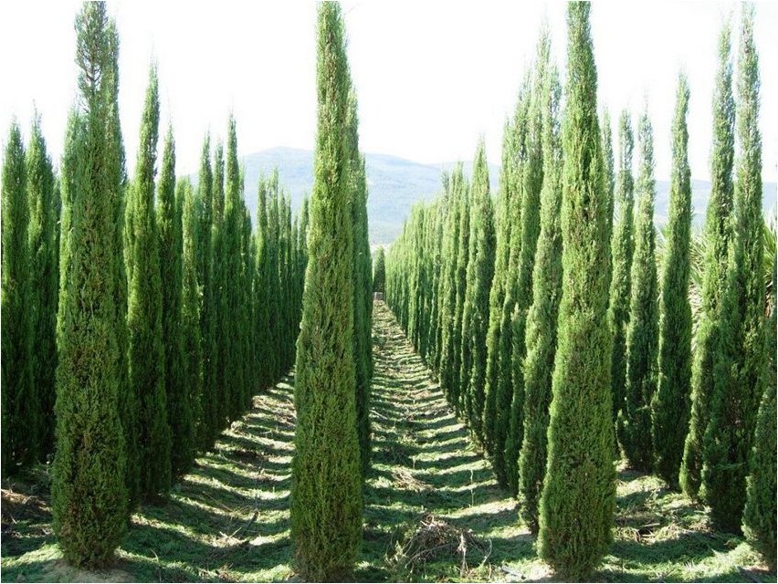 Кипарис кипарис Кипарис кипарис