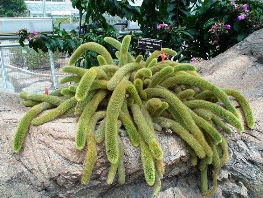 Клейстокактус Винтера винтера Cleistocactus wintera