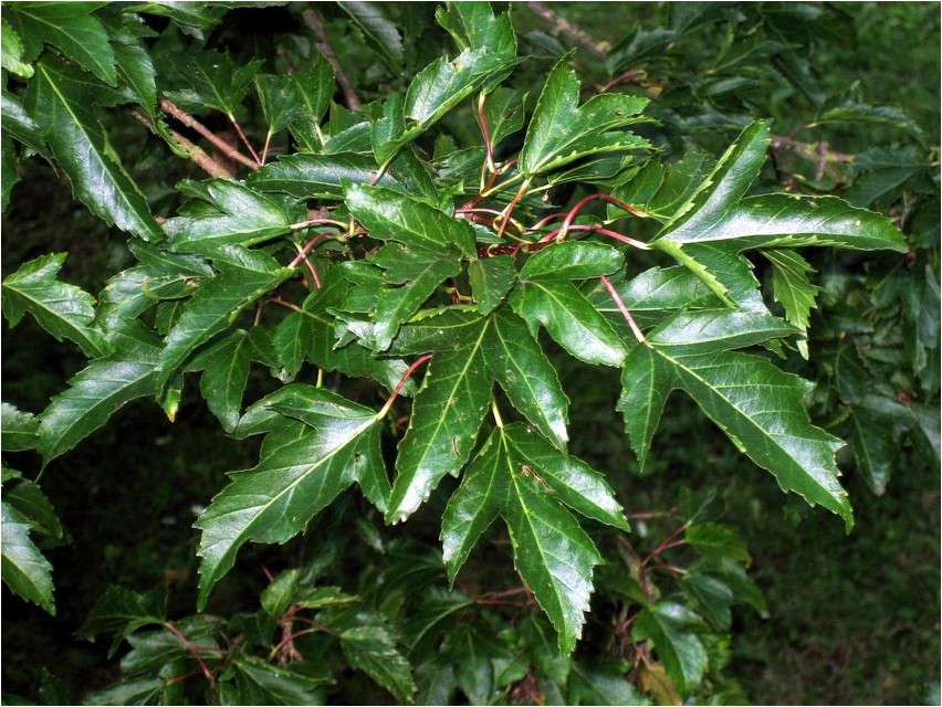 River maple