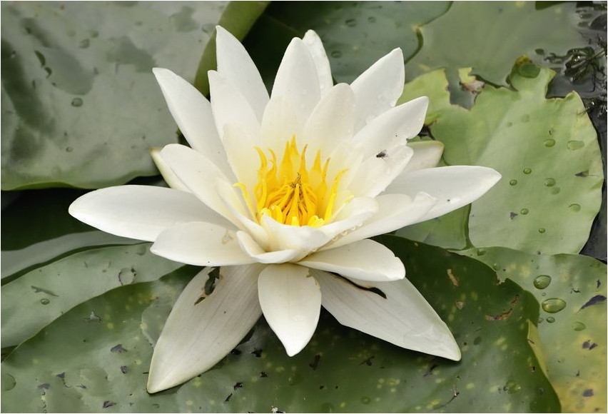 White water lily
