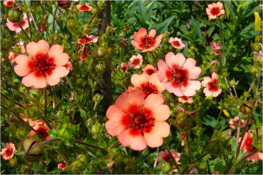 Лапчатка полуобнаженная лапчатка Cinquefoil poolpaljas kinquefoil