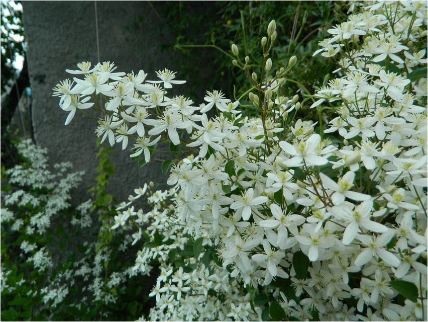 Ломонос маньчжурский ломонос Clematis Manchurian clematis