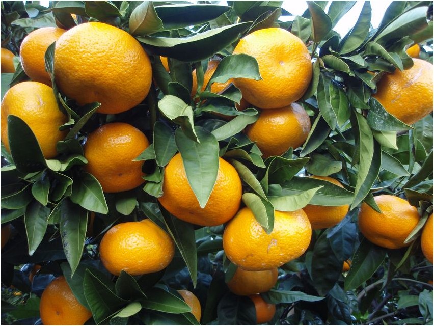 Mandarine Japanische Mandarine