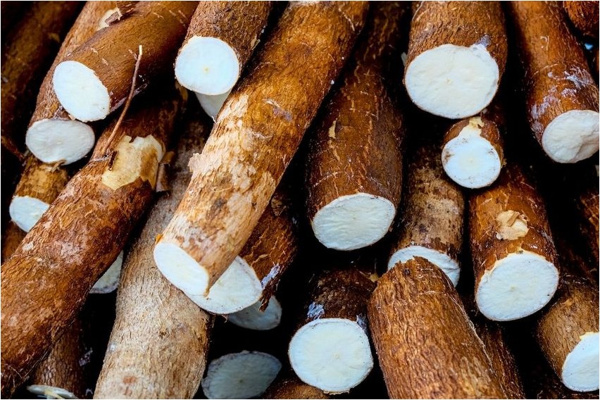 Маниок маниок Cassava
