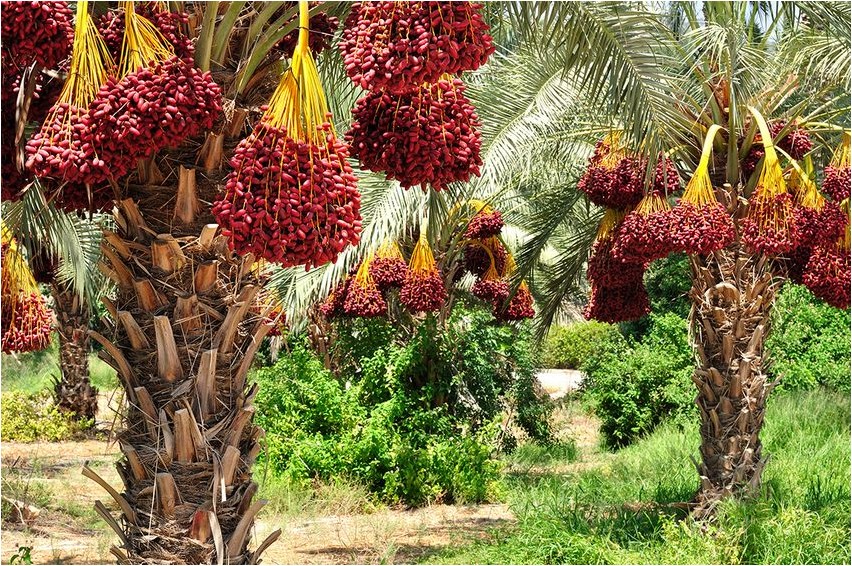 Масличная пальма, или Элеис пальма Õlipalm ehk Eleis palma