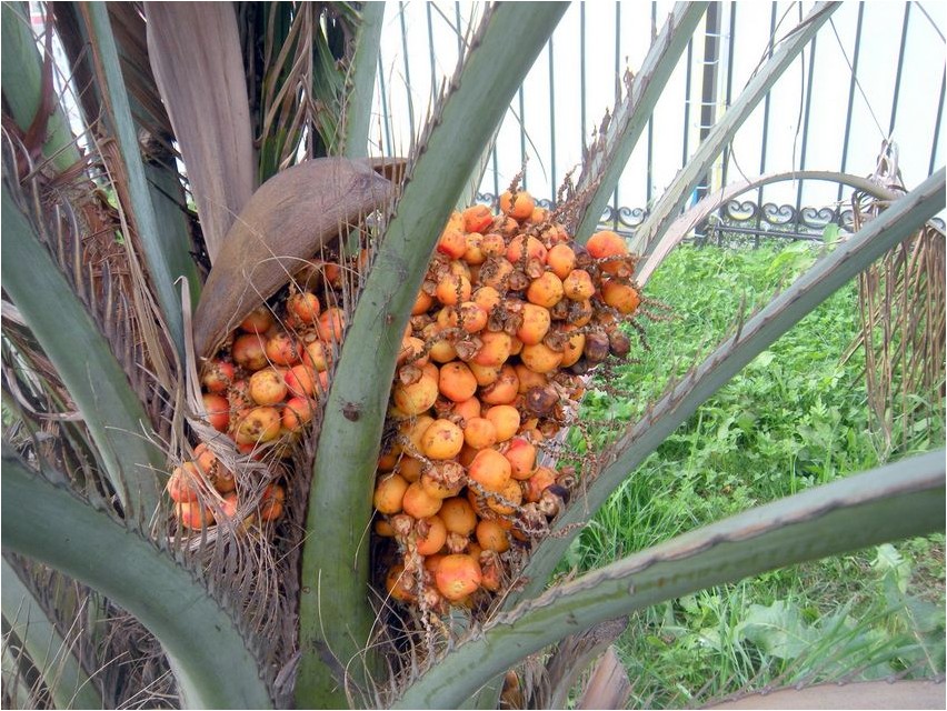 Масличная пальма, или Элеис пальма Õlipalm ehk Eleis palma