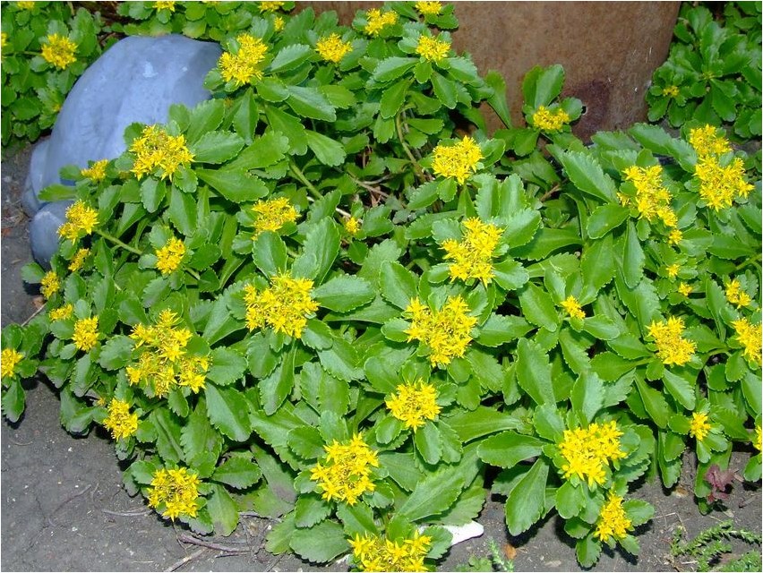 Очиток гибридный очиток Sedum hybridum