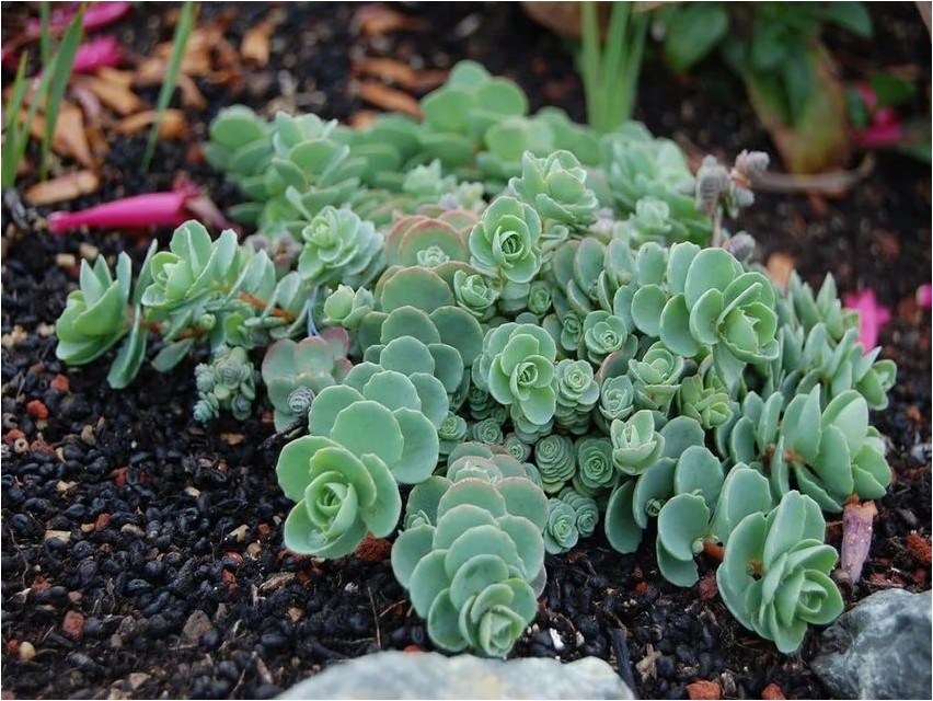 Очиток Эверса эверса Sedum eversa eversa