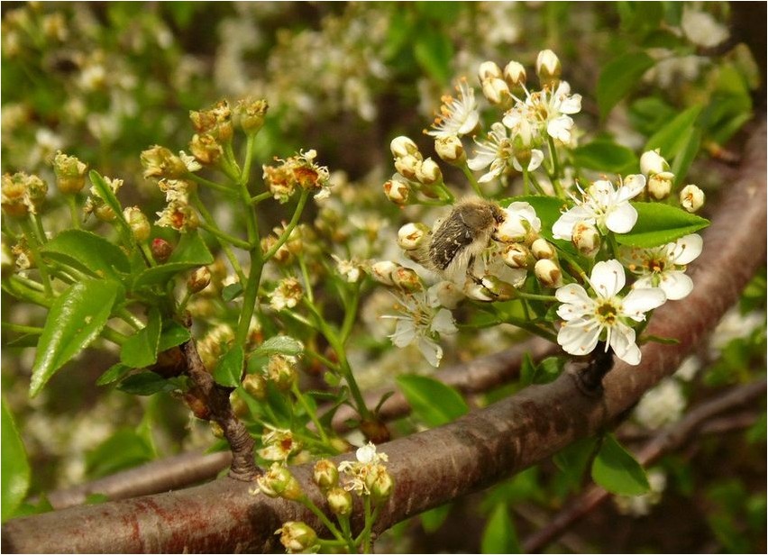 Паделлус магалепский паделлус Padellus magalepensis padellus
