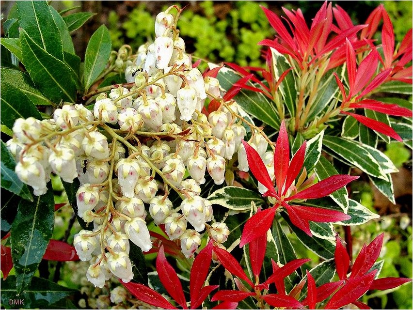 Пиерис пиерис Pieris pieris