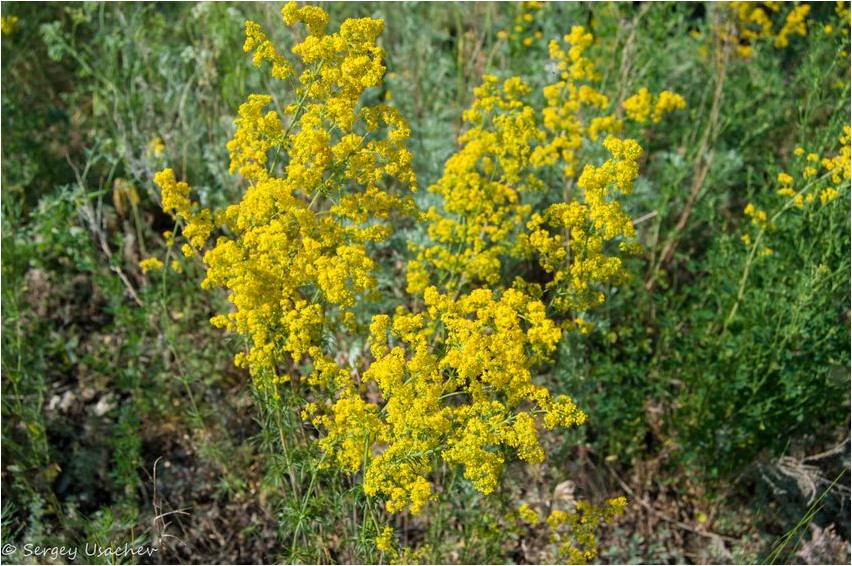 Bedstraw tõeline peenrakõrs