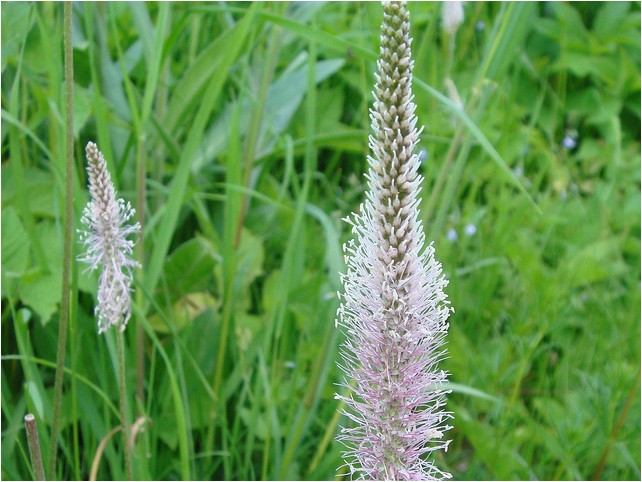 Подорожник средний подорожник Plantain medium plantain