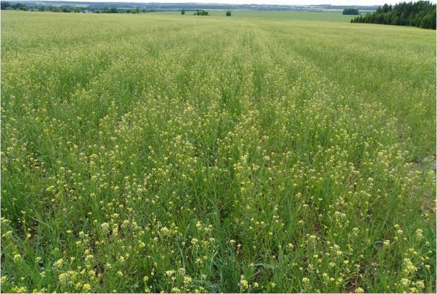 Рыжик посевной рыжик Camelina saffron