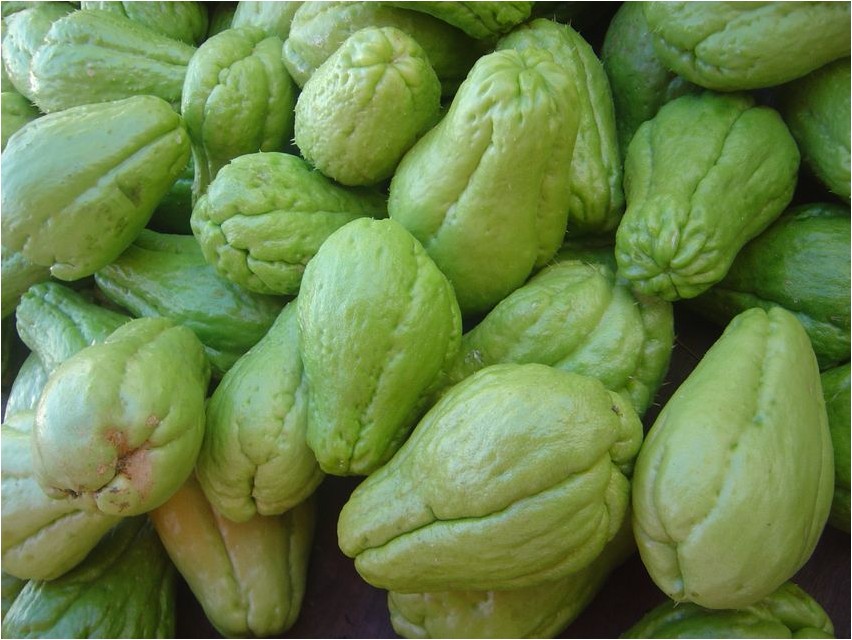 Чайот чайот Chayote Chayote