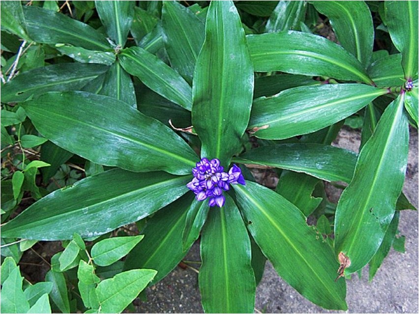 Dichorisandra aromatica fragrant