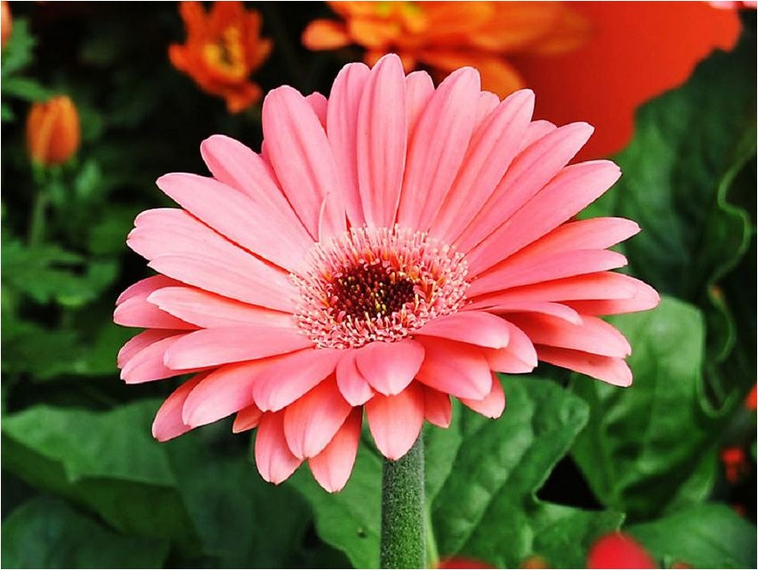 Гербера гербера Gerbera Gerbera