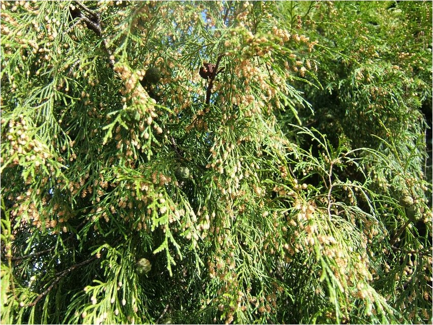 Кипарис плакучий кипарис
