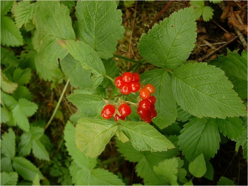 Костяника костяника Drupe stonecrop