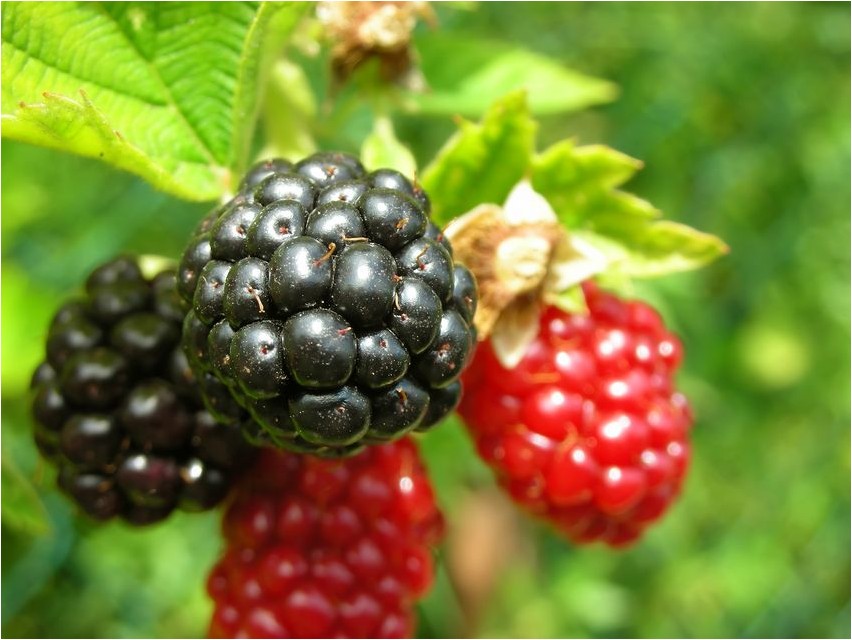 Куманика куманика Brombeerstrauch