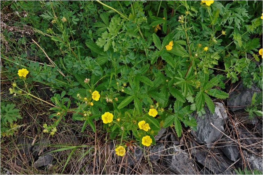 Лапчатка криптотениевая лапчатка Cinquefoil cryptothenia cinquefoil