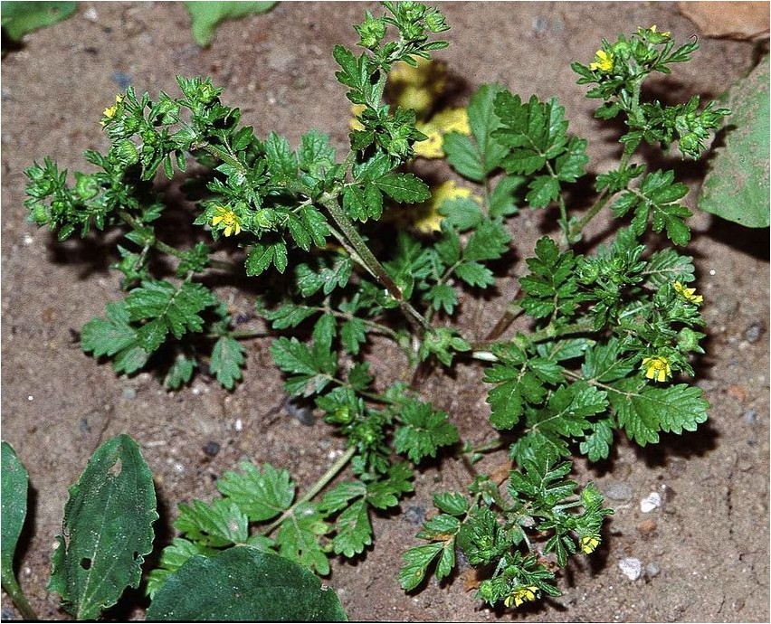 Лапчатка низкая лапчатка Cinquefoil madal kinquefoil
