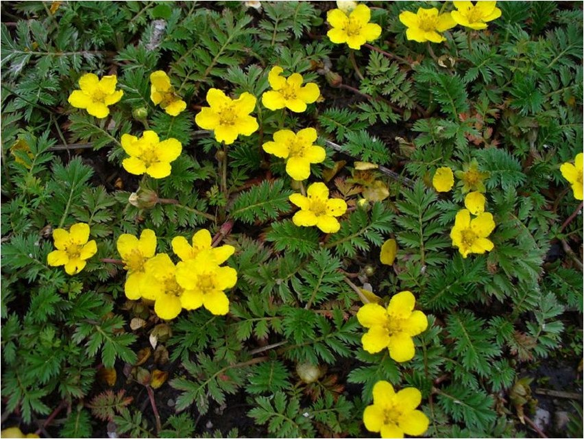 Norra kinquefoil