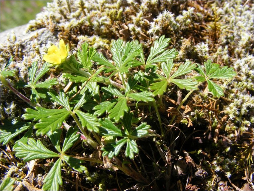 Potentilla-Fingerkraut