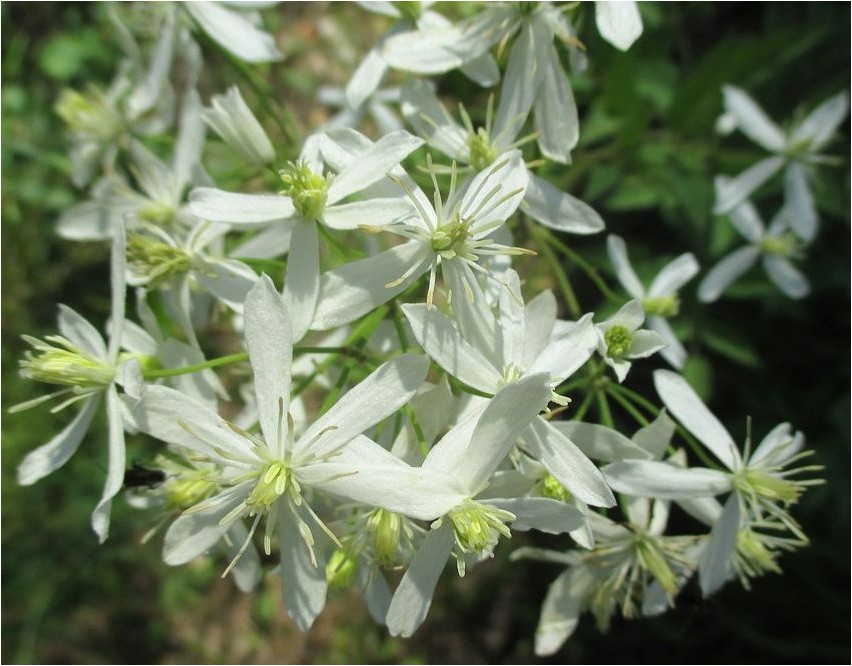 Ломонос прямой ломонос Clematis recta (Clematis recta)