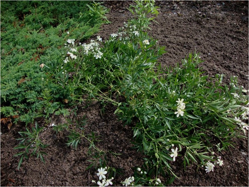 Ломонос шестилепестковый ломонос Sechsblättrige Clematis