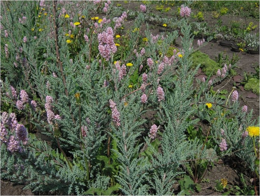 Myricaria triflorum myricaria