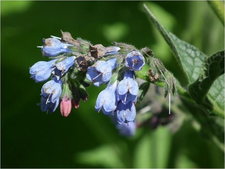 Comfrey kõva harilik